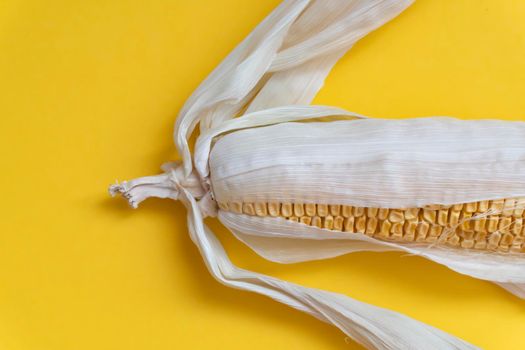 Closeup at the end part of moldy dried yellow corn with dried leaves on yellow background,