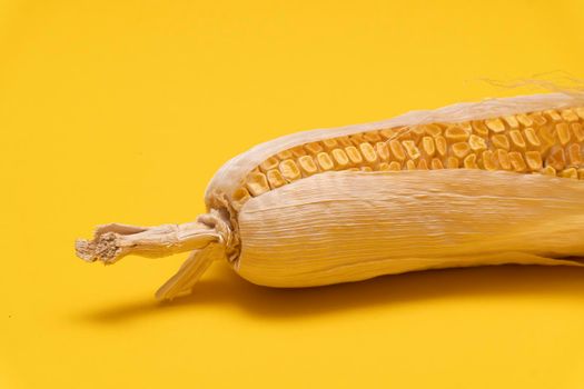Botton part of moldy dried corn on yellow background,