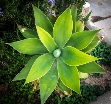 Agave attenuata plant nature symmetry macro plant