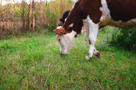 A young cow grazes on a green meadow. Raising cattle on a farm