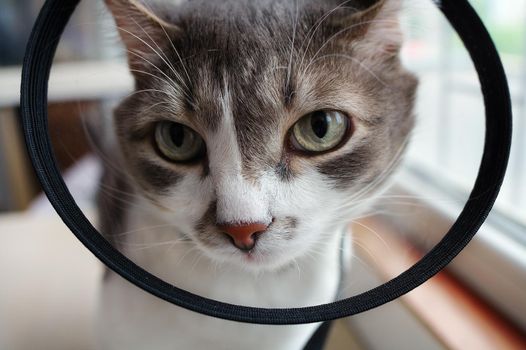 Beautiful pet cat in a veterinary collar after surgery close-up. Taking care of the Pets