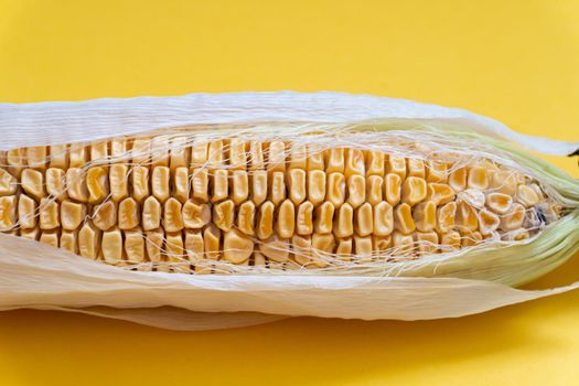 Closeup of moldy dried corn at yellow background,
