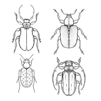 Hand drawn bug in vintage style. Beetles vector illustration isolated on white background. Retro tattoo design, astrology.