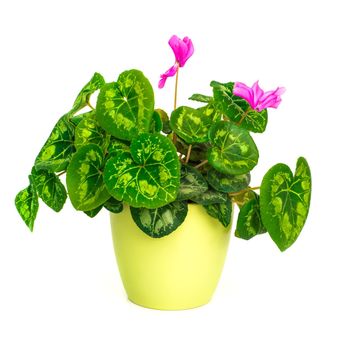 Blossoming plant of cyclamen in flowerpot