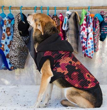shopping dog trying clothes in pet clothing store