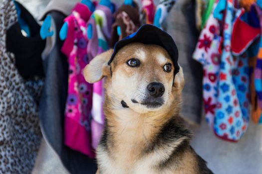 shopping dog trying clothes in pet clothing store
