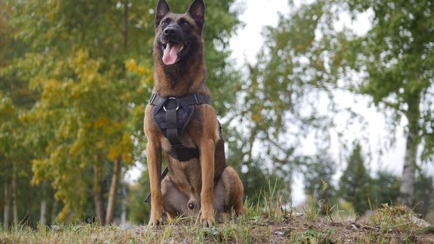 A trained german shepherd dog on a field staying close to the camera