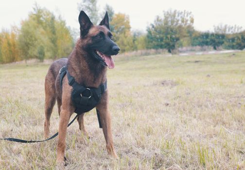 Big trained german shepherd dog on a leash standing on a field
