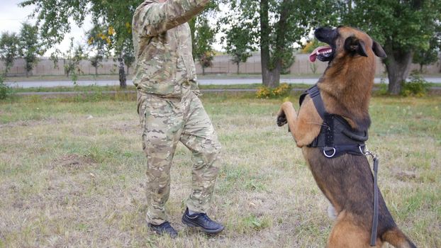 Trained german shepherd dog jumps up by the trainer command. Dog at the first plan