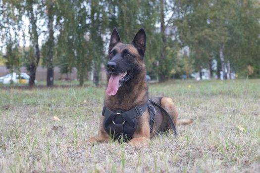 Big trained german shepherd dog sitting on a field. Close up
