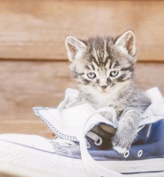 Cute kitten sitting in a shoe.