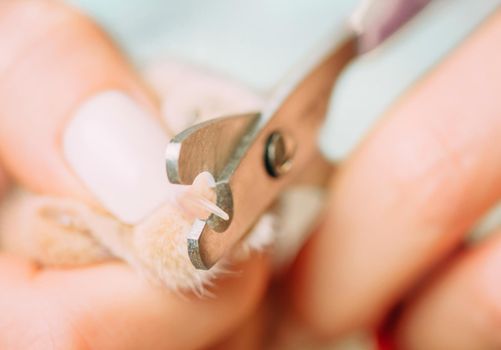 Veterinarian trimming nails of domestic cat with clippers.