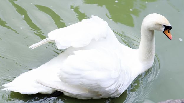 White swan is a bird from the genus of the swans of the family of ducks, which has white plumage in the summer on a lake or pond.