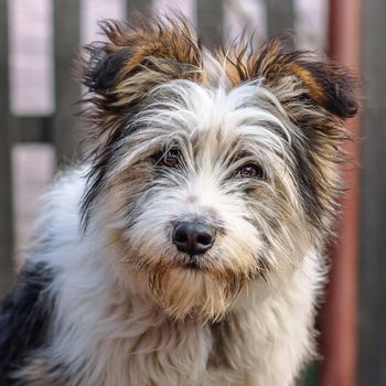 Portrait of cute hairy dog on blurry background