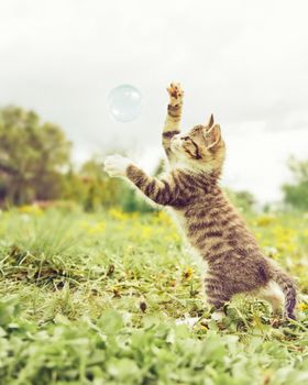 Tabby kitten playing with soap bubble outdoor.