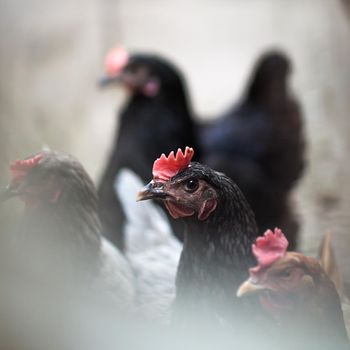Portrait of chicken in crowded barn with fog