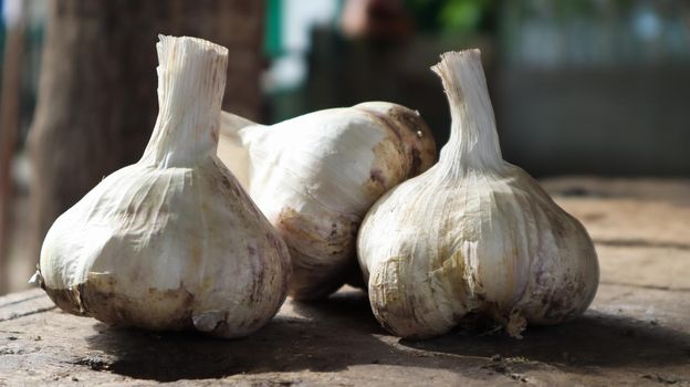 Three heads of Messidor garlic on a wooden background. This variety is high yielding, good quality, ripens early and has high yields. The main color of dry outer scales is yellowish white.