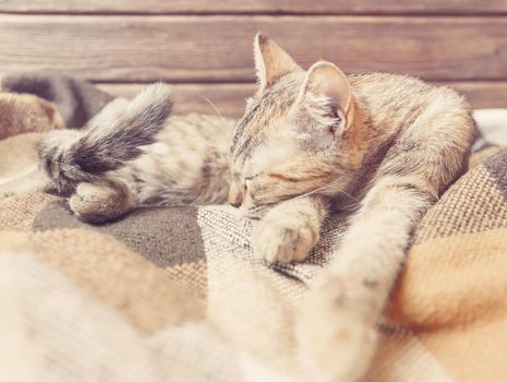Cute domestic kitten sleeping on plaid.