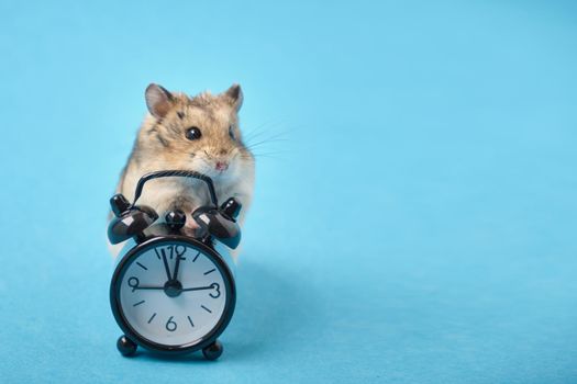 hamster and black alarm clock on blue background