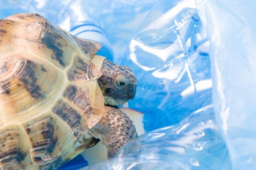land Central Asian tortoise in a pile of plastic waste,
