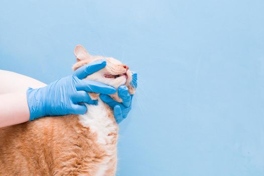hands in blue medical gloves are on hand a red cat, medical examination of teeth, veterinarian concept, blue background, copy space
