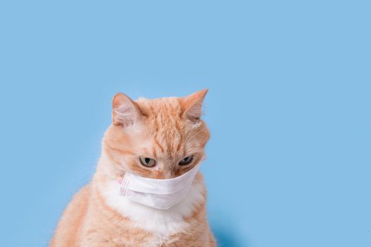 cute scared ginger cat in white children's medical protective mask on a blue background copy space, protection against viruses and bacteria concept, veterinary medicine and treatment of pets