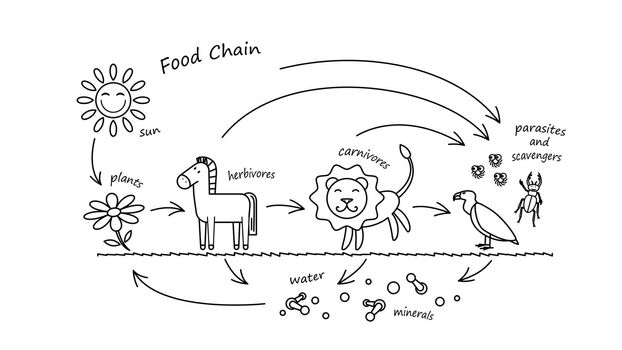 Funny Animals Food Chain Coloring Book