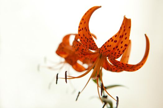 Tiger Lily petals in full blossom. Orange lily flowers isolated on white background.