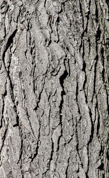 Tree bark texture. Grey old oak tree close up. Tree bark natural background. Organic texture. Natural background