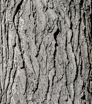 Tree bark texture. Grey old oak tree close up. Tree bark natural background. Organic texture. Natural background