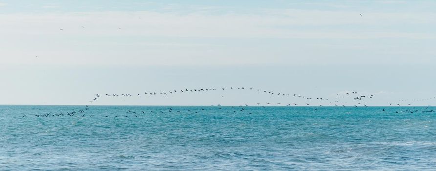 Birds flying over sea surface