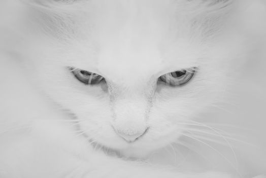 Monochrome portrait of cat.