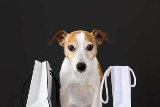 Dog with paper bags with purchases