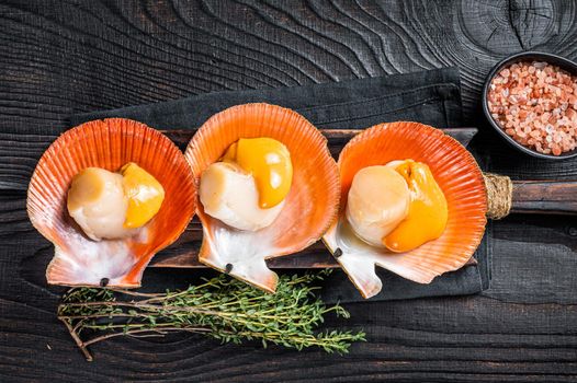 Scallops raw Shellfish on a wooden board with herbs. Black wooden background. Top view
