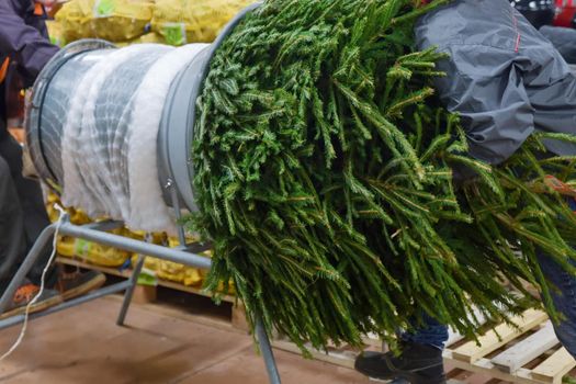 Salesman being wrapped up a Christmas tree packed in a plastic net