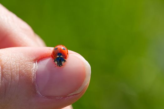 ladybird at morning. ladybug crawling on your finger