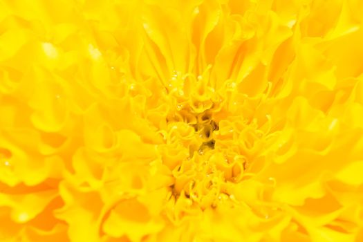 full frame shot of yellow flower