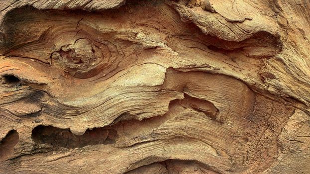Rough textured knot on tree trunk closeup. Old wood bark texture. Natural tree trunk cracked surface closeup. Tree bark background. Grunge rough background