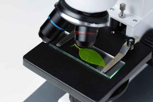Close up of a plant leaf on a glass slide in a microscope. Biotechnology concept