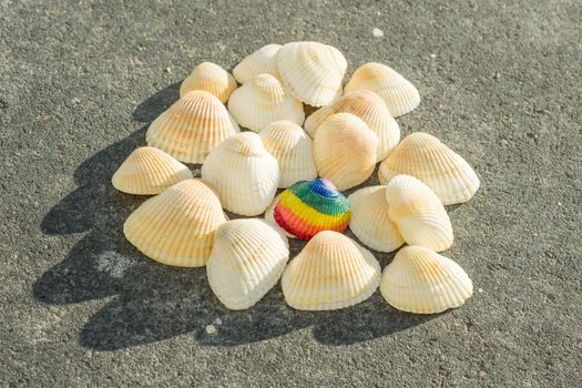 Rainbow shell on the background white shells