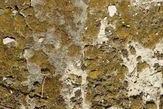 Texture of concrete, cement, old moss covered background,