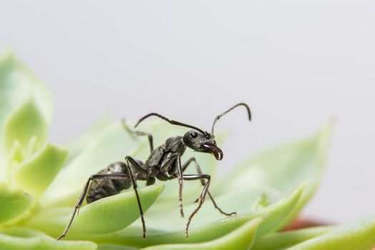 Close up photos of black ants on leaf