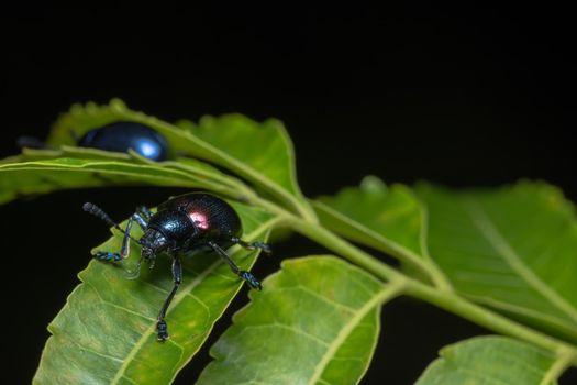 Close-ups Blue beetle
