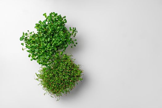 Top view of micro green trays on white background