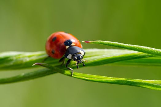 Little Ladybird at morning on green leaf.