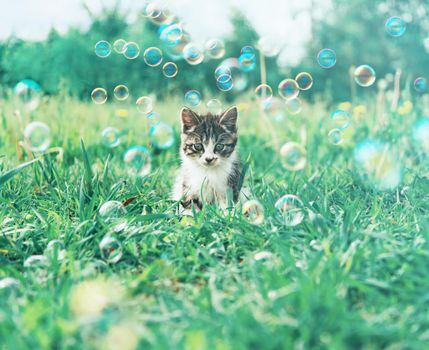 Kitten on summer meadow