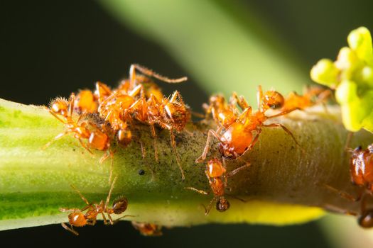 Macro ants on plants