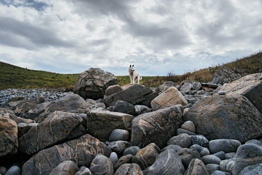 Dog walking on stones outdoor