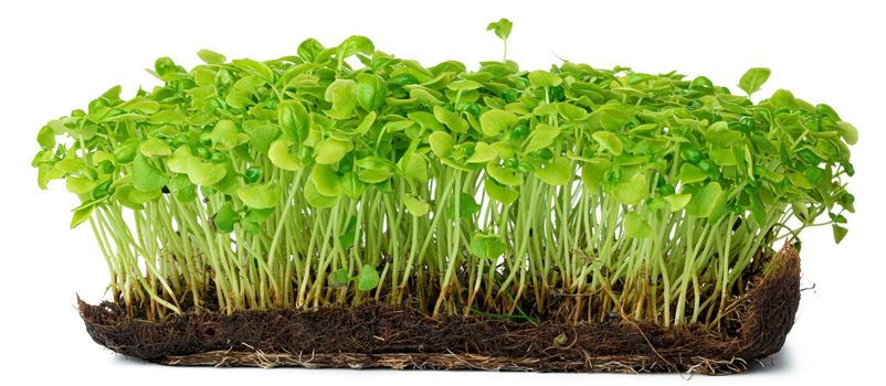 Micro green sprouts of sunflower isolated on white