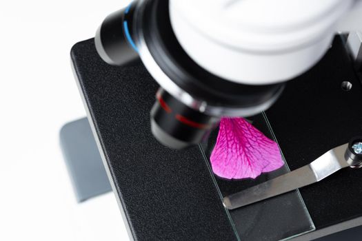 Pink flower leaf on a glass slide on a microscope